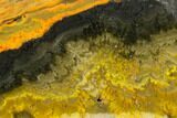 Vibrant, Polished Bumblebee Jasper Section - Indonesia #114379-1